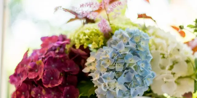 Gîte-Les-Hortensias-du-haut-bois-Taupont-Brocéliande-Morbihan-Bretagne