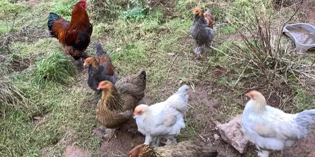 jardin-eden_permaculture_jardin-foret_Concoret_DestinationBroceliande