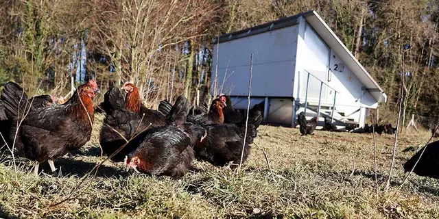 ferme-trevero-9
