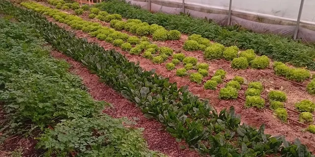 la ferme des vivants - producteur - maraichage - serre - Taupont