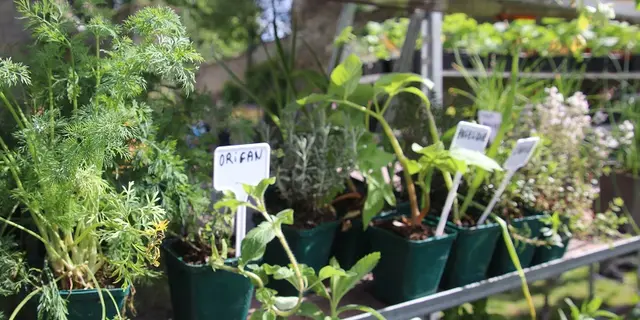 fete du vegetal - Ploërmel - Morbihan