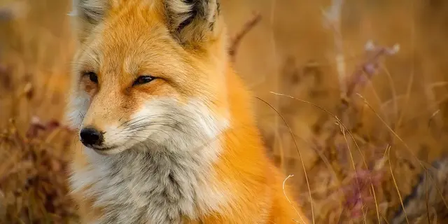 sortie nature - renard et genette - Néant-sur-Yvel - Brocéliande