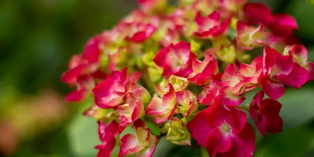 Gîte-Les-Hortensias-du-haut-bois-Taupont-Brocéliande-Morbihan-Bretagne
