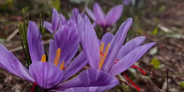production fleurs aromatiques - médicinales - safran - Campénéac