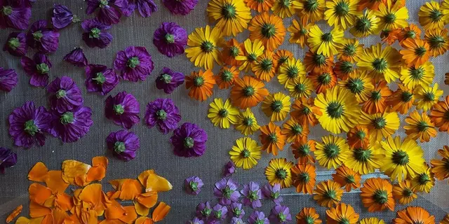 production fleurs aromatiques - médicinales - séchage - Campénéac