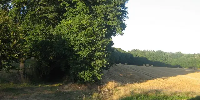 g¯te entrÚe du bois - Copie