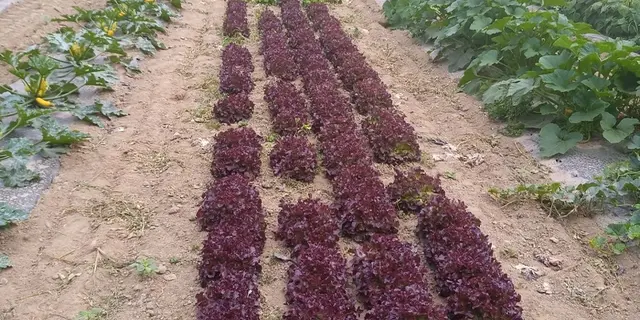 maraicher bio - champs de cultures - Gourhert - Ploërmel
