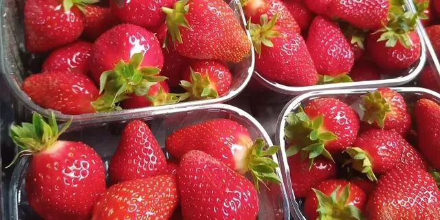 maraicher bio - fraises - Gourhert - Ploërmel