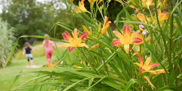 Crocosmias et enfants qui gambadent