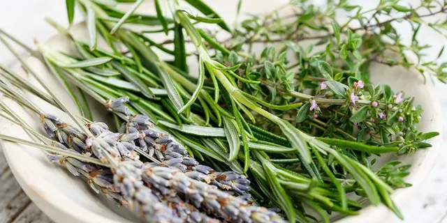 sortie nature - Plantes comestibles - Ploërmel Communauté