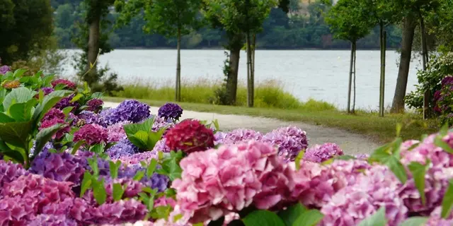 Circuit des hortensias - lac au Duc - balade - Ploërmel - Morbihan - Bretagne