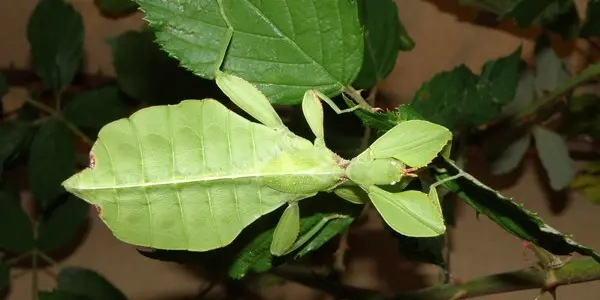 insectarium