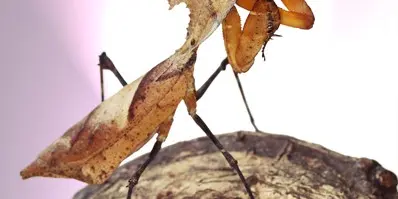 insectarium
