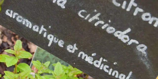 verveine citronnée