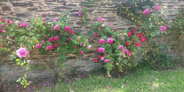 Gîte - Villa - Armel - Ploërmel - Brocéliande - Morbihan - Bretagne