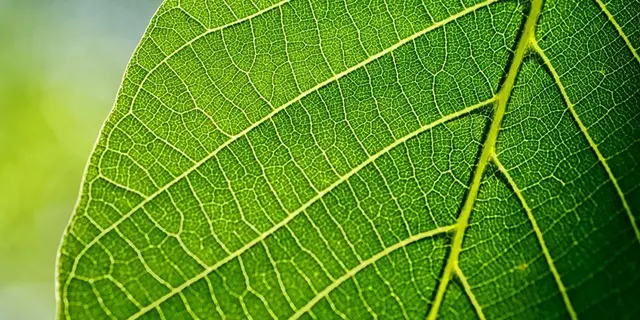 Balade nature Petites bêtes des landes et des bois