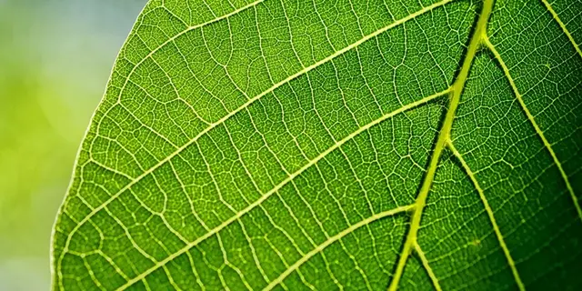 Balade nature « De plumes et d’eau » - sortie nature - Loyat