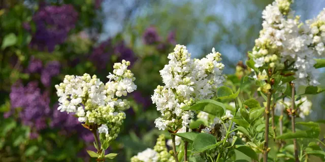 Collection CCVS de lilas