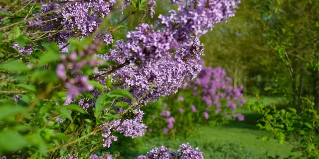 lilas-avril-2024-jardins-broceliande-31