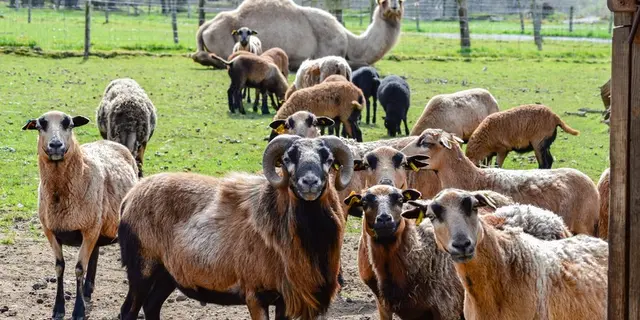 mouton- dromadaire