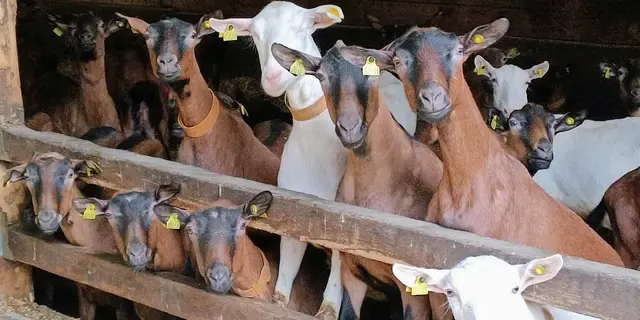 nos bichettes