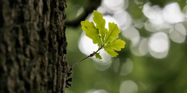 A la rencontre des arbres