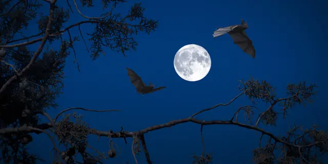 chauve-souris que fais-tu ?