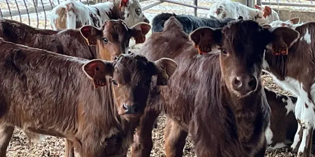 Gîte - Ty An Poul - Guégon - Josselin - Brocéliande - Morbihan