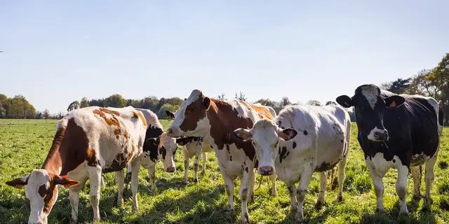 ferme du pigeon blanc - producteur - fromage - vaches - Campénéac - brocéliande
