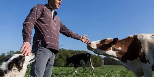 ferme du pigeon blanc - producteur - fromage - éleveur - Campénéac - brocéliande