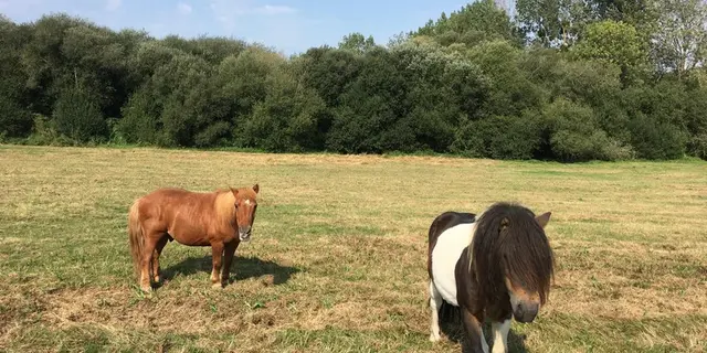 poneys