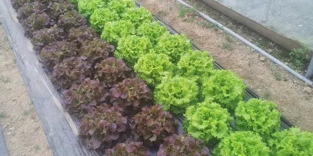 potagerdebroceliande7