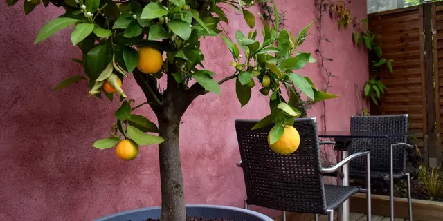 resto_latelier_paimpont_mai2019-5