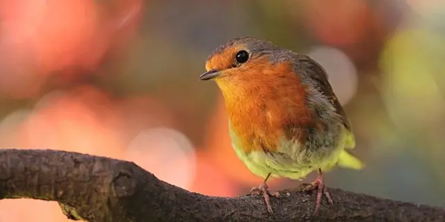 Balade - nature  - oiseaux - jardin - Josselin - Destination - Brocéliande