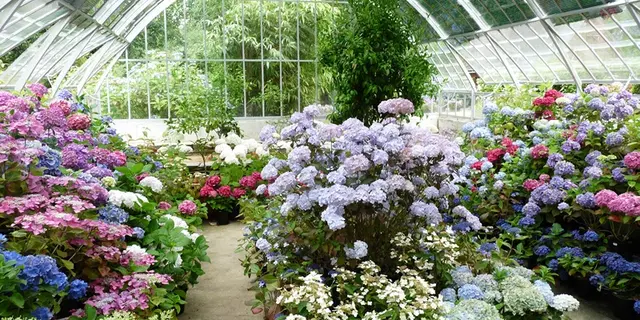 Pépinière du Haut Bois - serre hortensias - Taupont - Bretagne