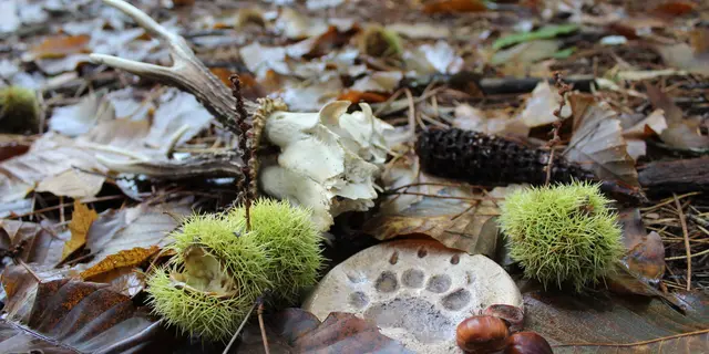 Traces et indices d'automne