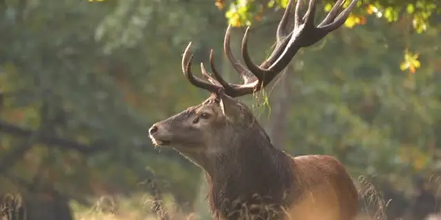 Balade nature - Campénéac - Cerf - Destination Brocéliande