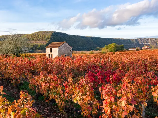 Vignoble de Cahors en automne à Parnac © C. Novello - Lot Tourisme 201029-170430.jpg