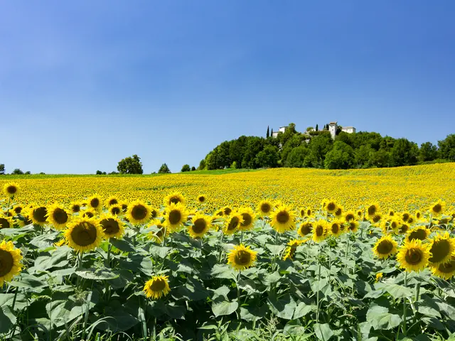Champ de tournesols à Flaugnac © Lot Tourisme - C. Novello 170803-143827.jpg