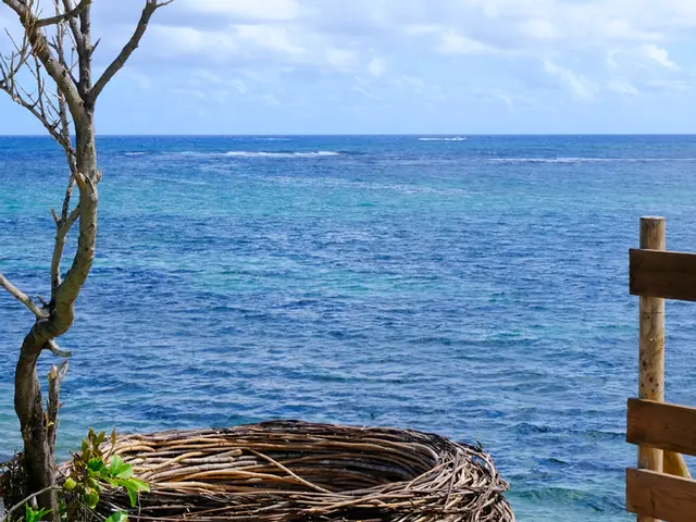 trace des caps 3 - nid de cap chevalier.jpg