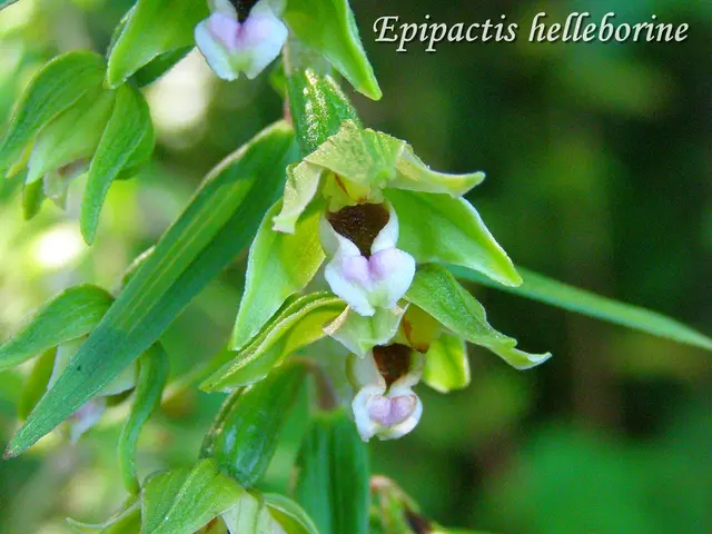 Epipactis helleborine web (c) Houbart Marc.JPG