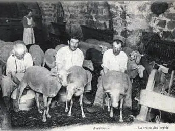 Traite des brebis.JPG