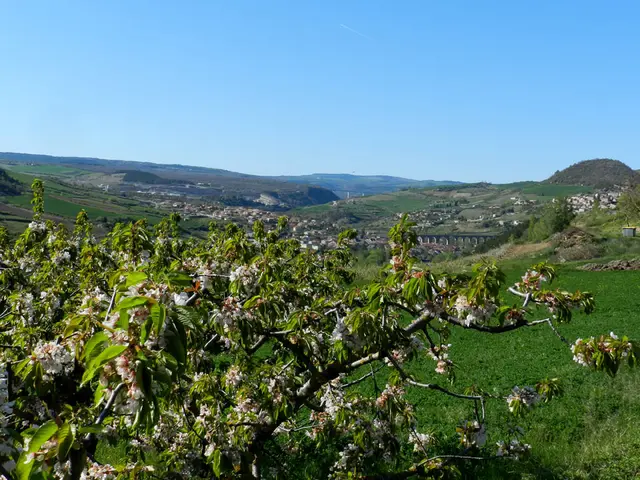 sentier cerise 20.jpg