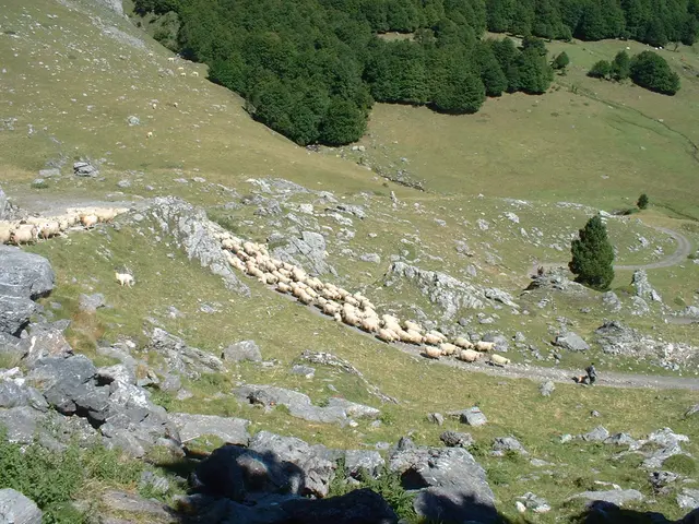 Transhumance Pyrénées.jpg