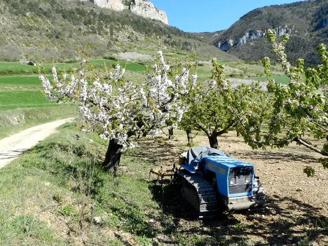 sentier cerise 10.jpg