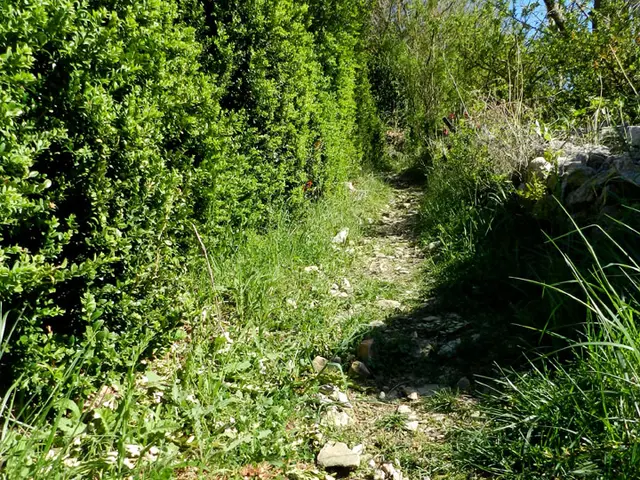 sentier cerise 2.jpg