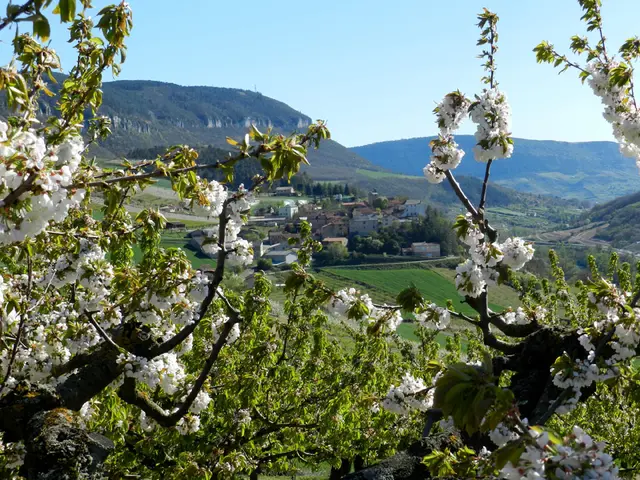 sentier cerise 11.jpg