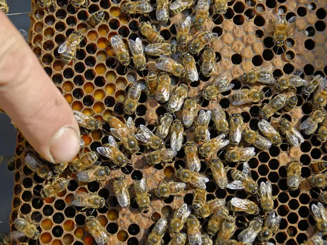 Abeilles.jpg