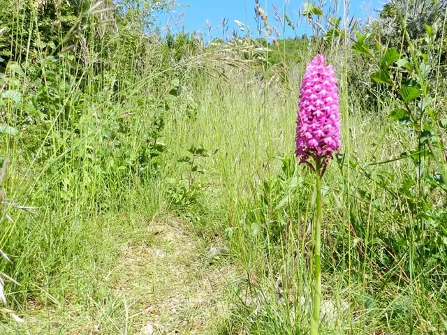 orchidée.jpg