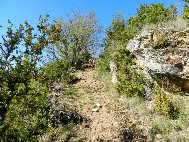 sentier cerise 6.jpg